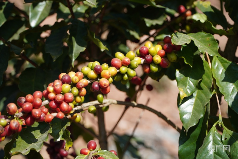 艺 咖啡专业“开山弟子”的进阶实录开元棋牌我的新学期 双手沾泥杯中见(图2)